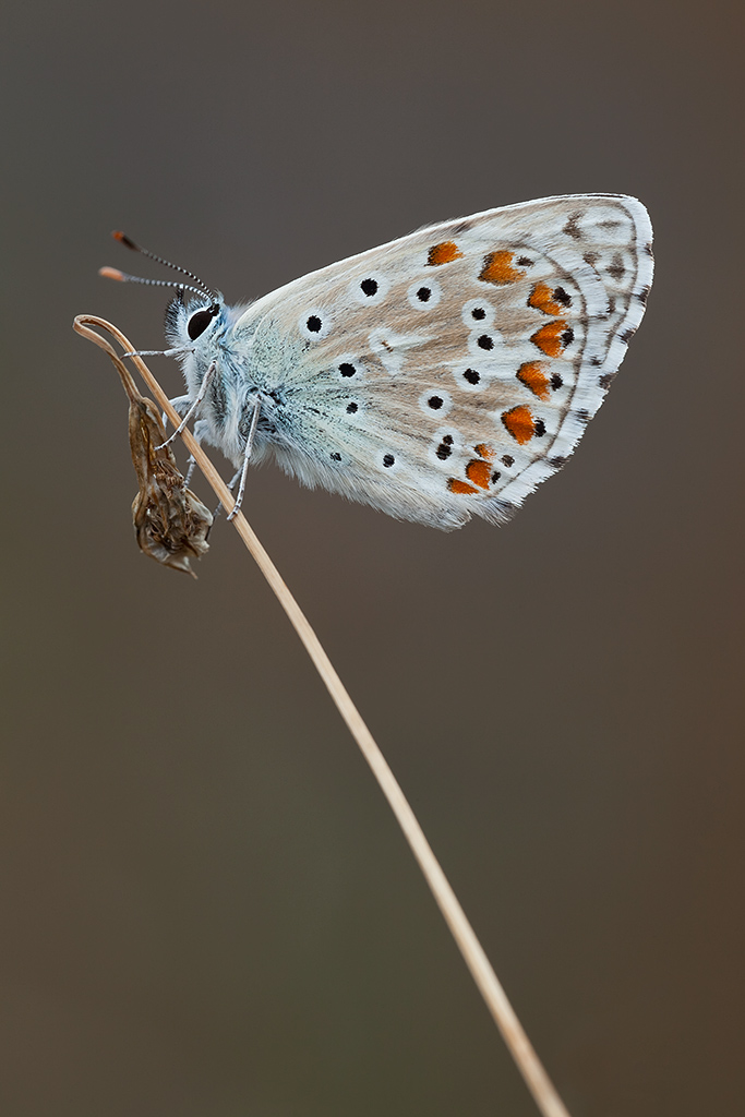 Polyommatus bellargus