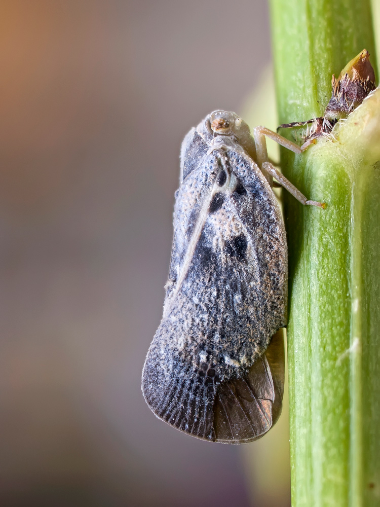 Metcalfa pruinosa Say, 1830