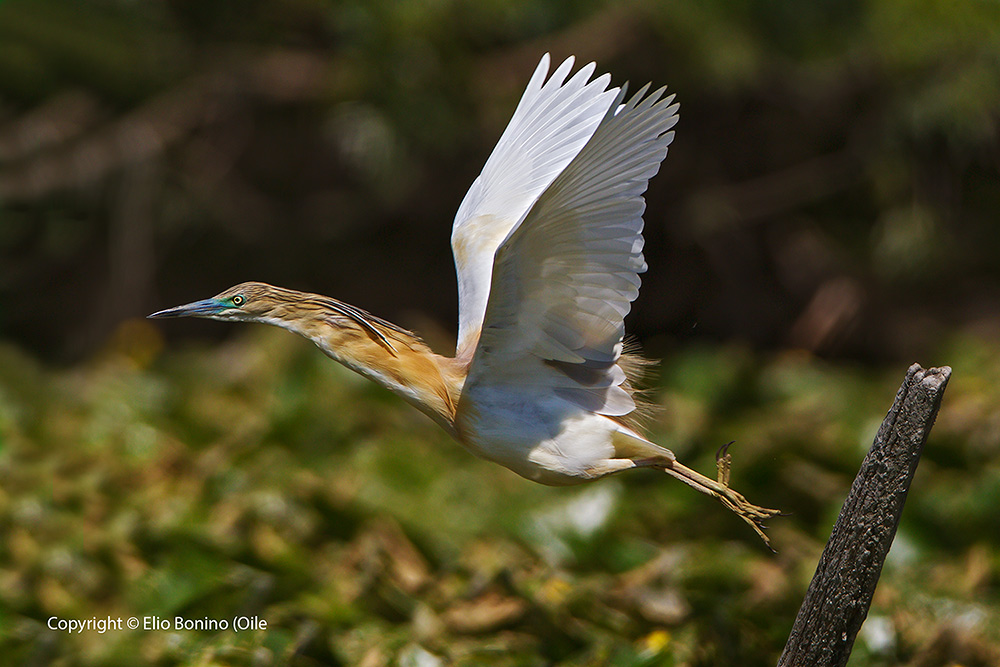 Sgarza ciuffetto (Ardeola ralloides)