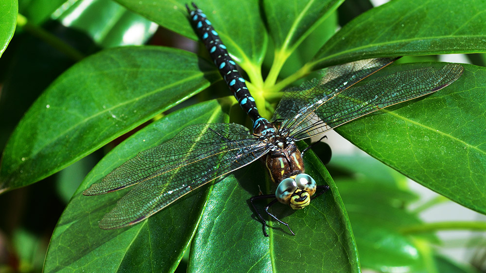 LIBELLULA