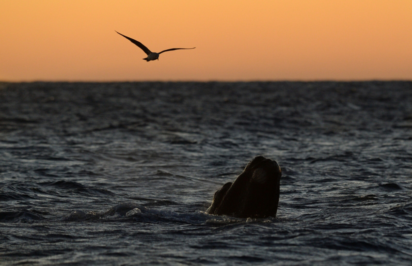 Cartoline dall'argentina