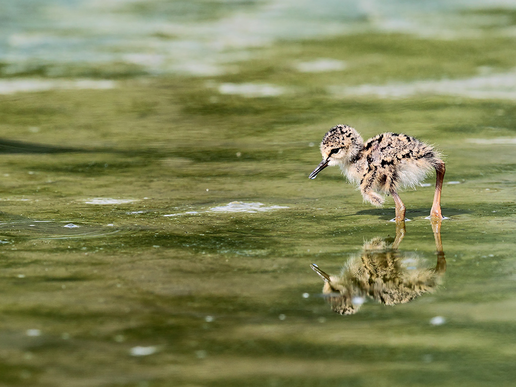 Cavalieri d'Italia # 16