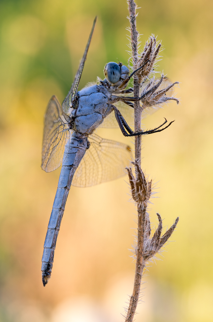 Orthetrum brunneum