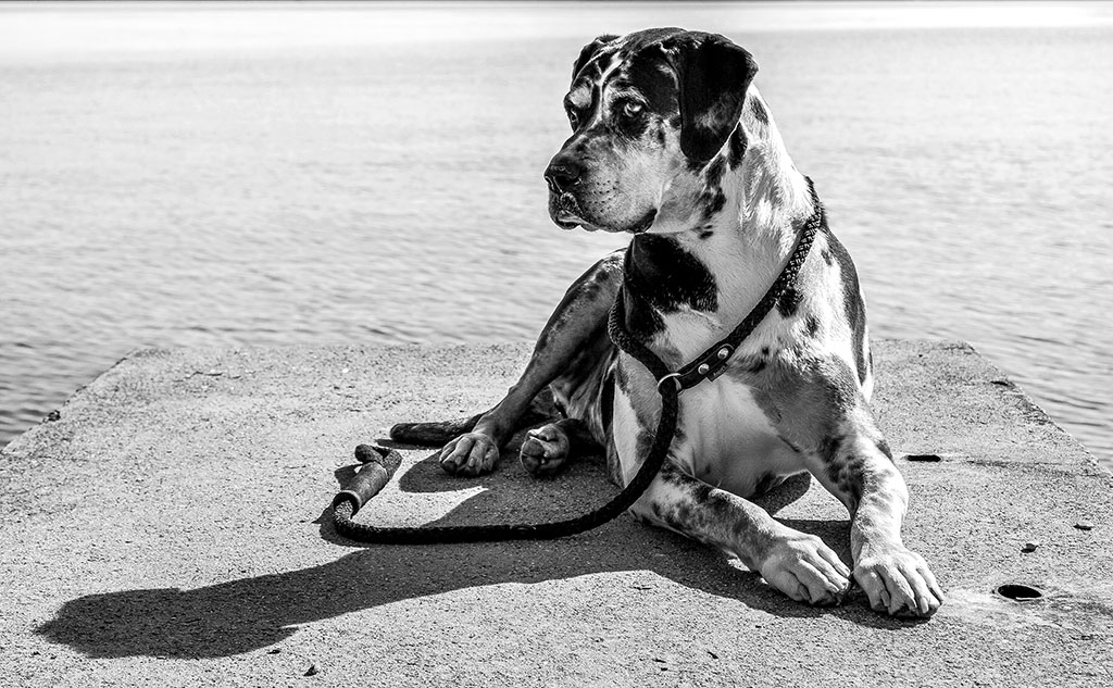 Semplice Bianco e Nero   Tema: Athena