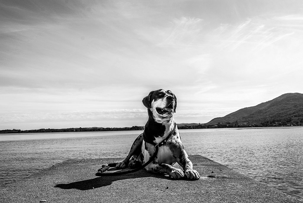 Semplice Bianco e Nero   Tema: Athena2