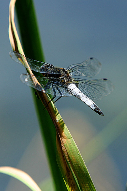 libellula