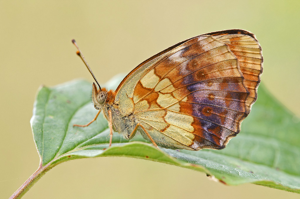 (altra compo) Brentis Daphne