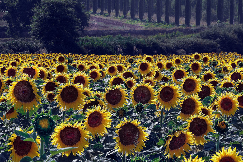 Girasoli dalla Toscana