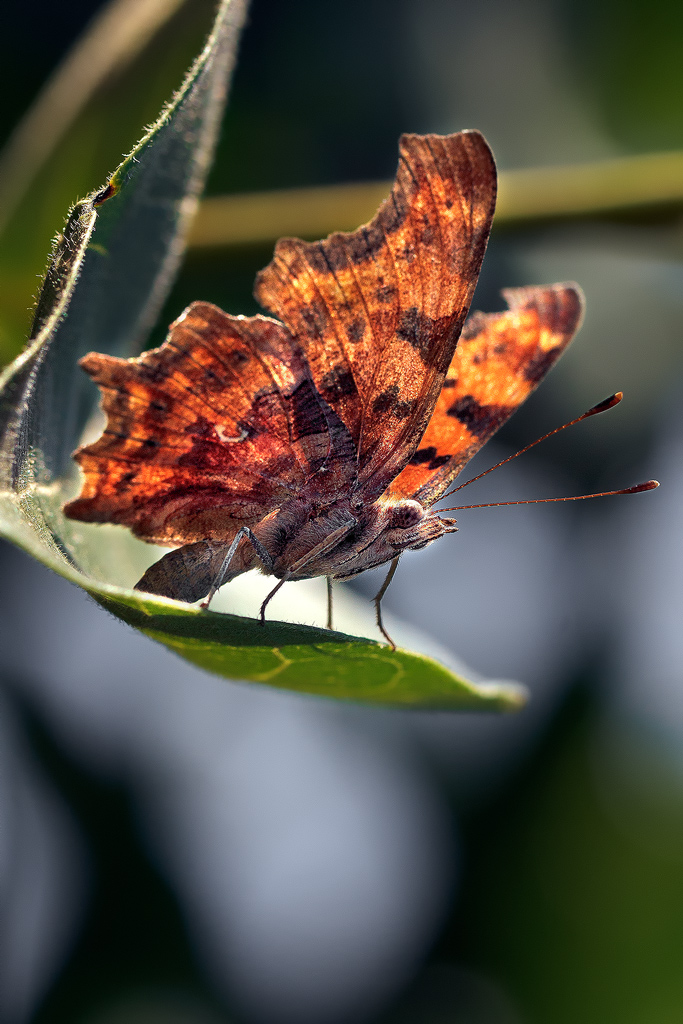 Trampolino di lancio