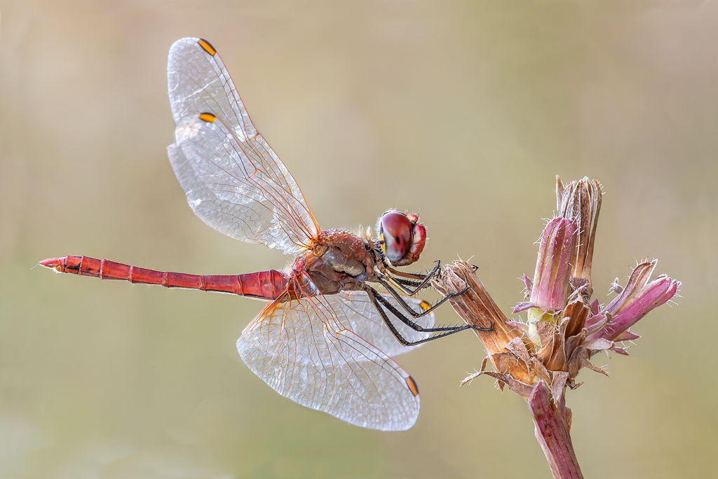 Sympetrum fonscolombiiMachio