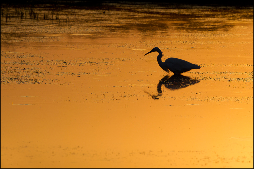 All'alba in palude....