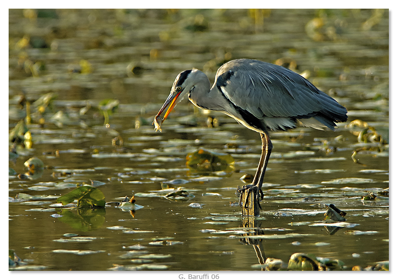 Cenerino con la merenda...