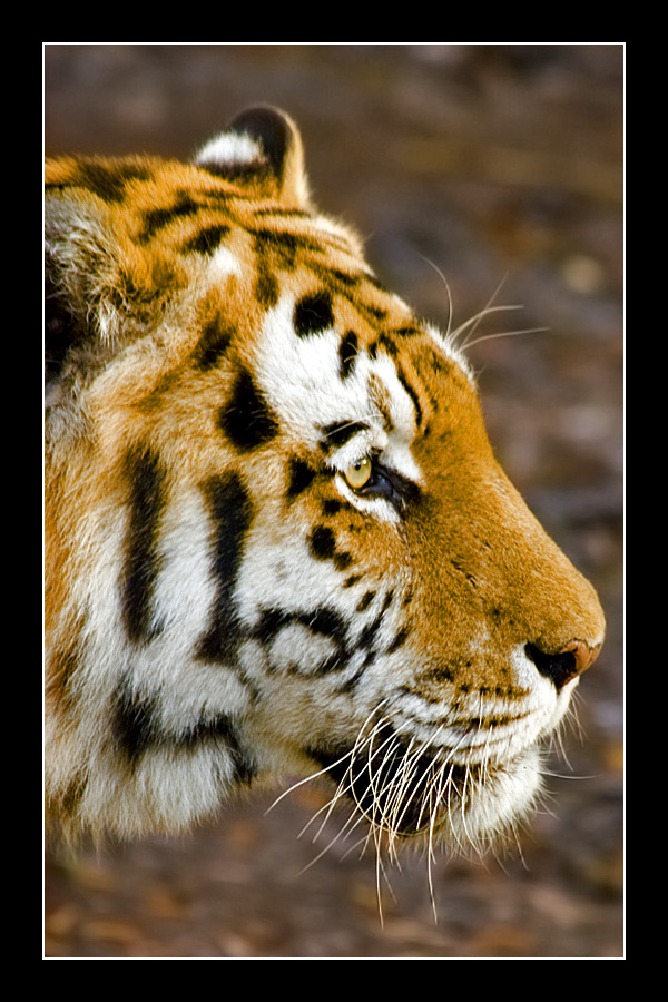 Tigre