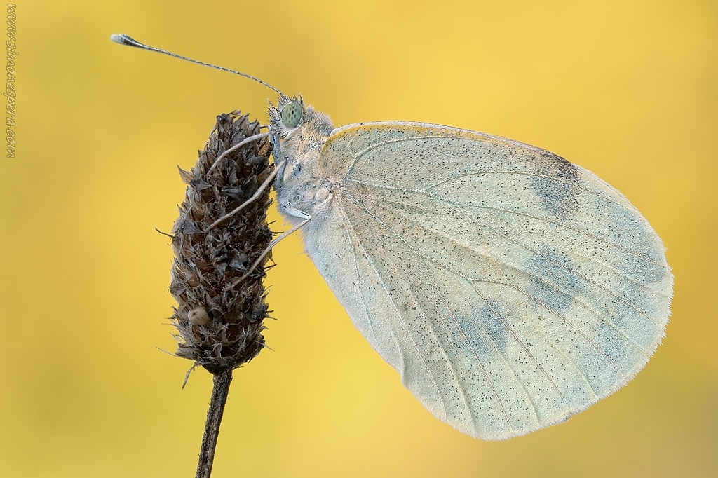 Pieris brassicae....