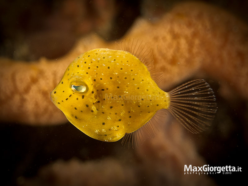 Baby filefish