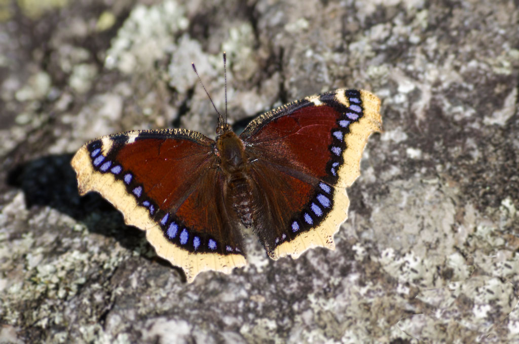 Farfalla secondo tentativo