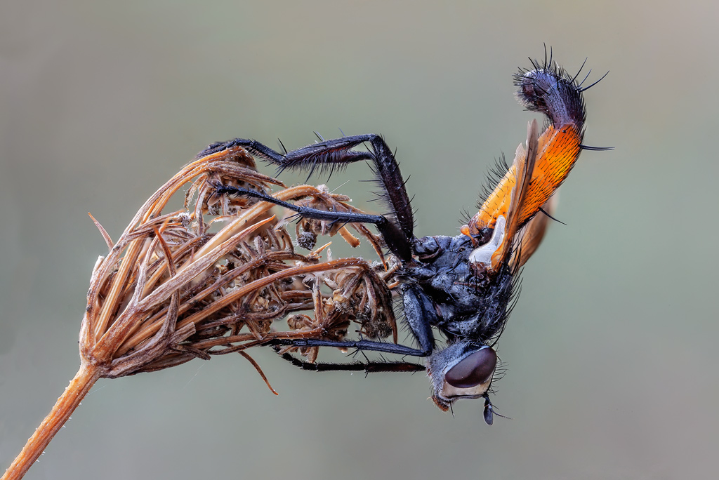 Cylindromyia Brassicaria