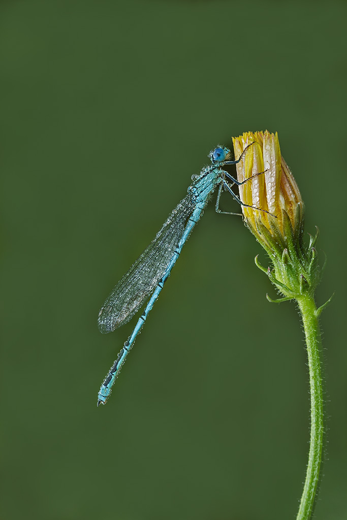Coenagrion Puella...