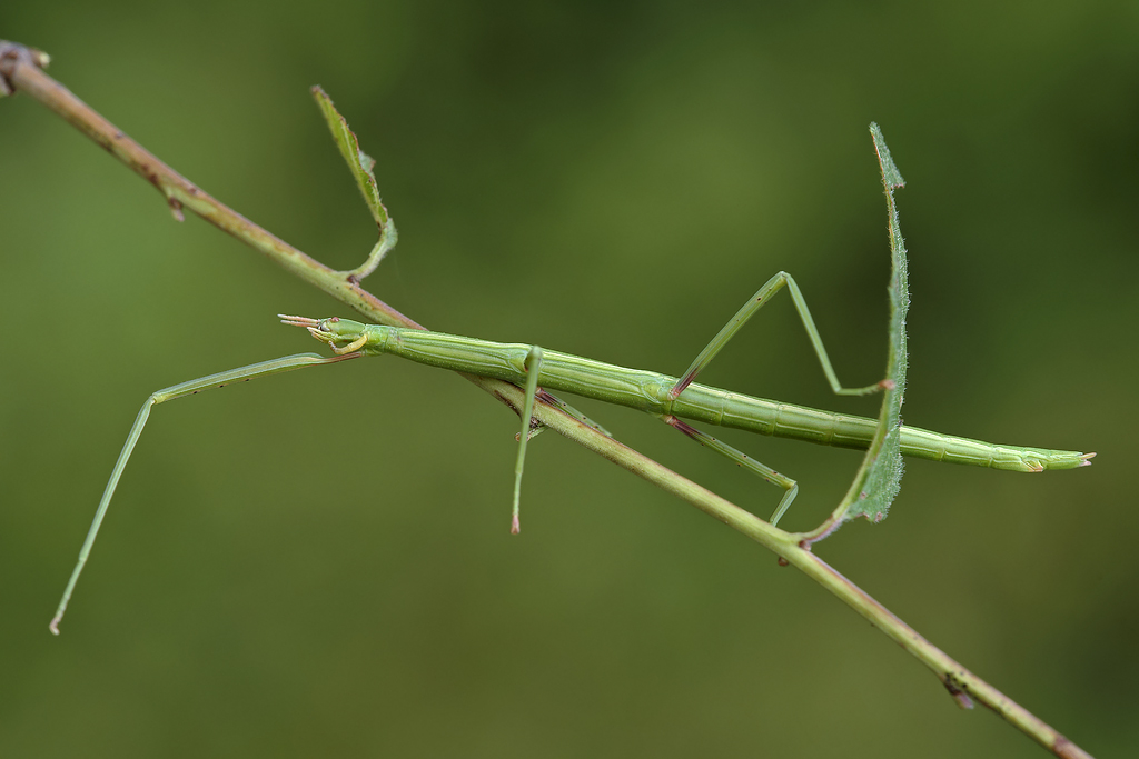 Documento: insetto stecco...