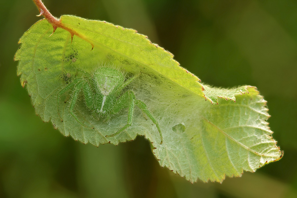 Documento: Famiglia Heriaeus