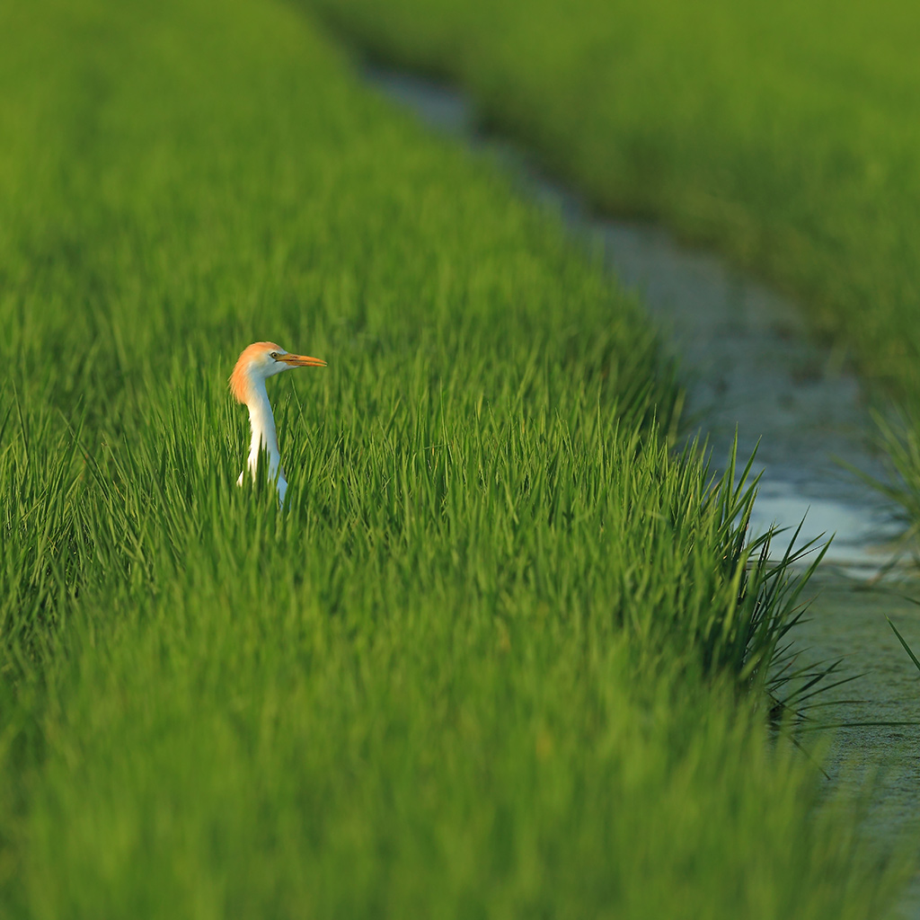 Airone Guardabuoi # 2