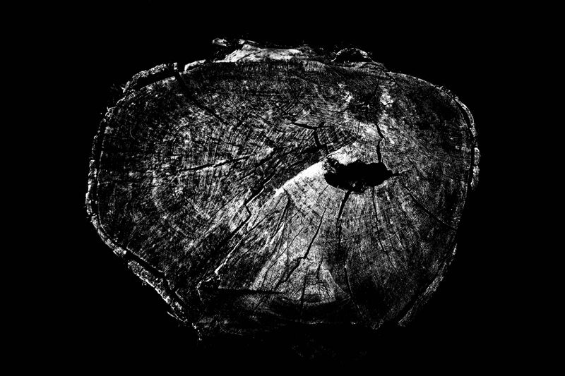 La vita di un arancio