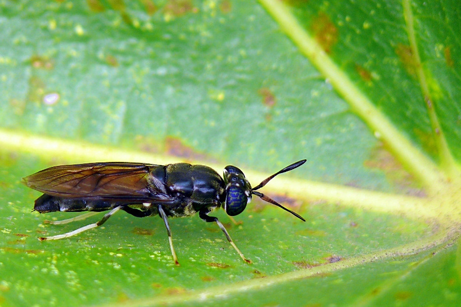 *** Andiamo a far due passi in centro ***