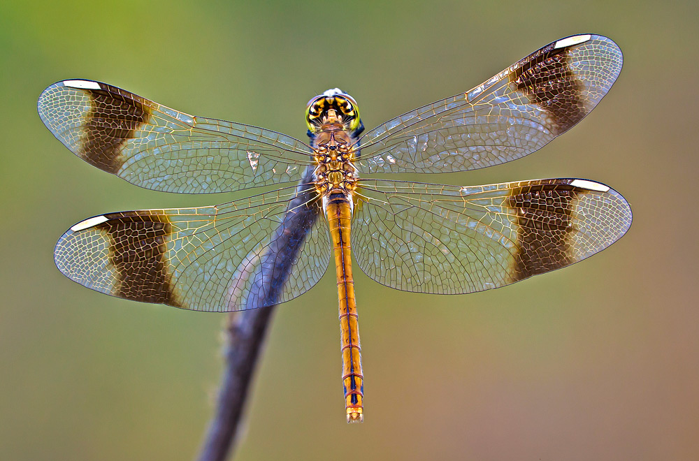 Sympetrum pedemontanum
