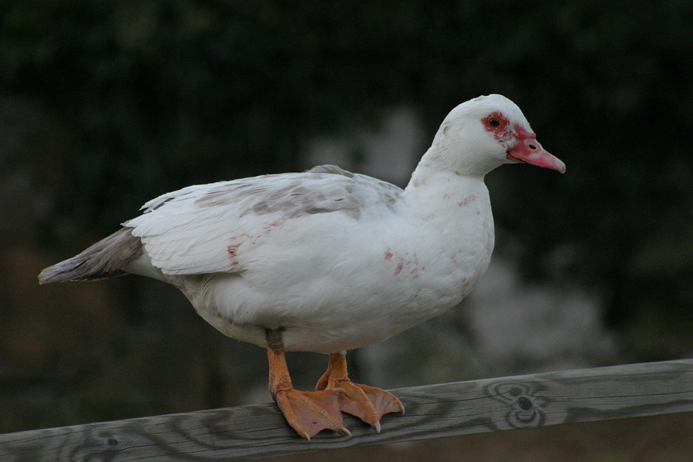 ...non ho le zampe adatte...