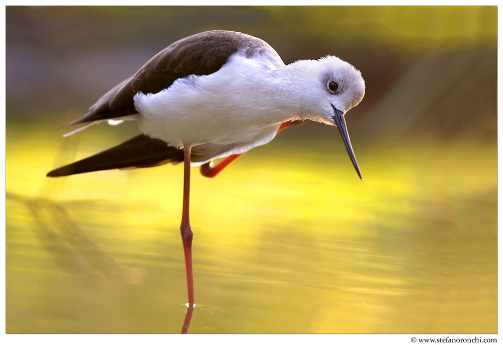 La luce del tramonto