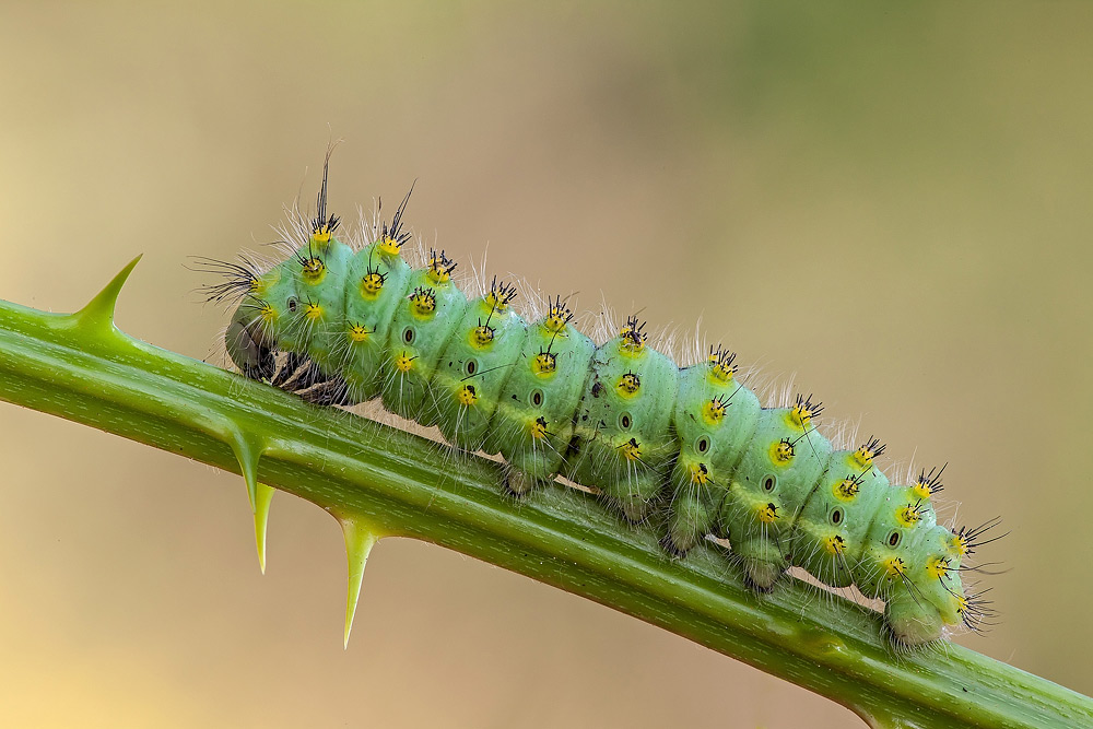 Bruco di Saturnia pavoniella