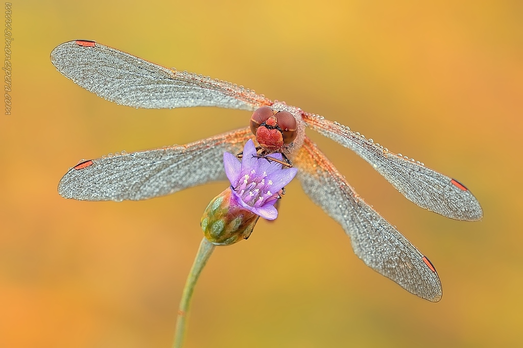 Un fiore per te.....