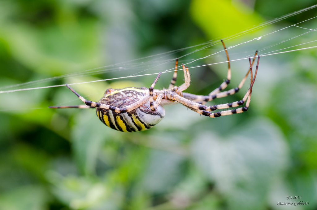 Argiope bruennichi