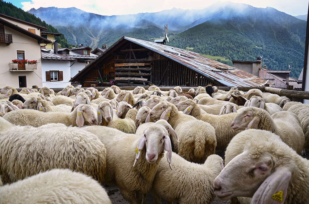 IL RITORNO DELLE PECORE IN PAESE