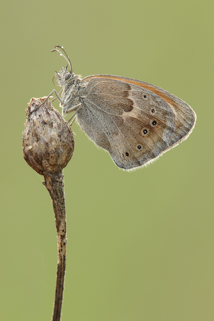 Coenonynpha pamphilus