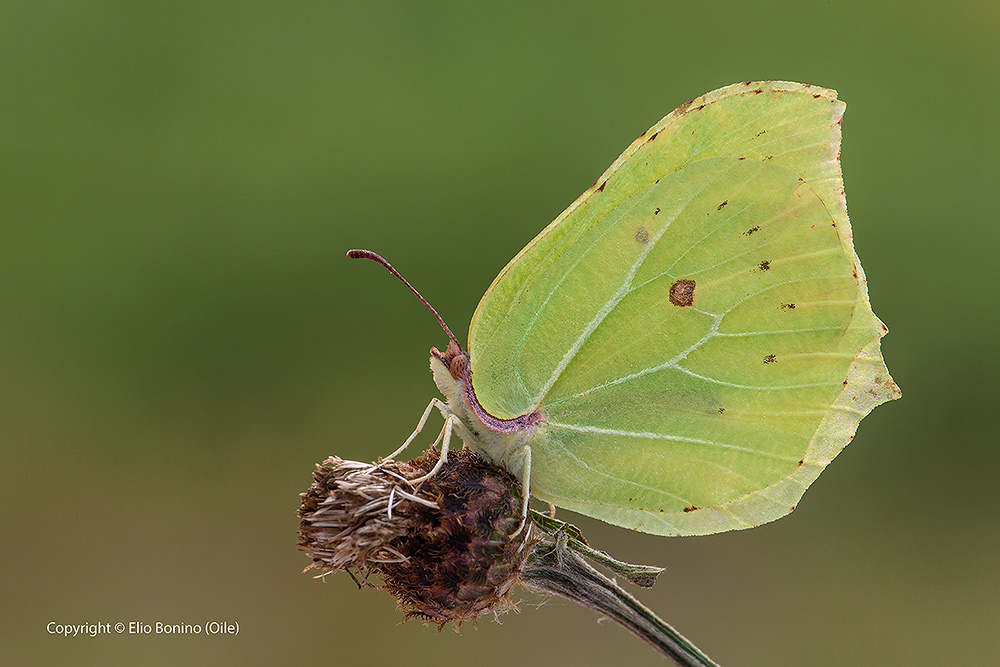 Cedronella-(Gonepteryx-rhamni)