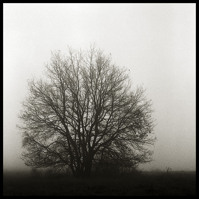 nebbia#2