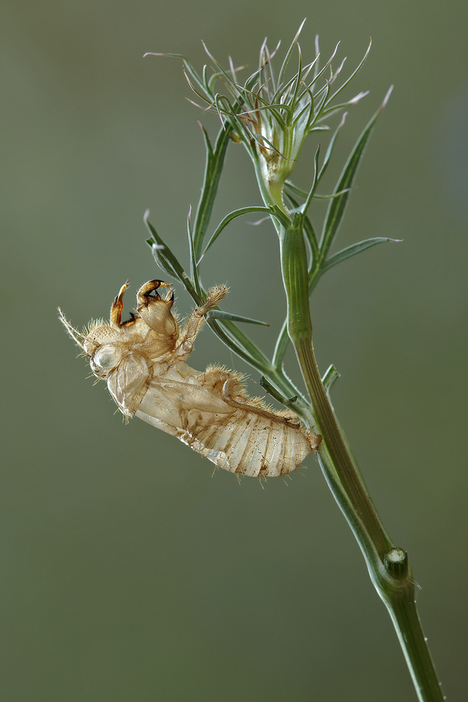 Exuvia di Cicala