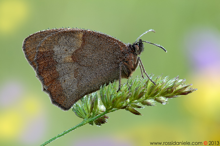 Rugiada e... arcobaleno...