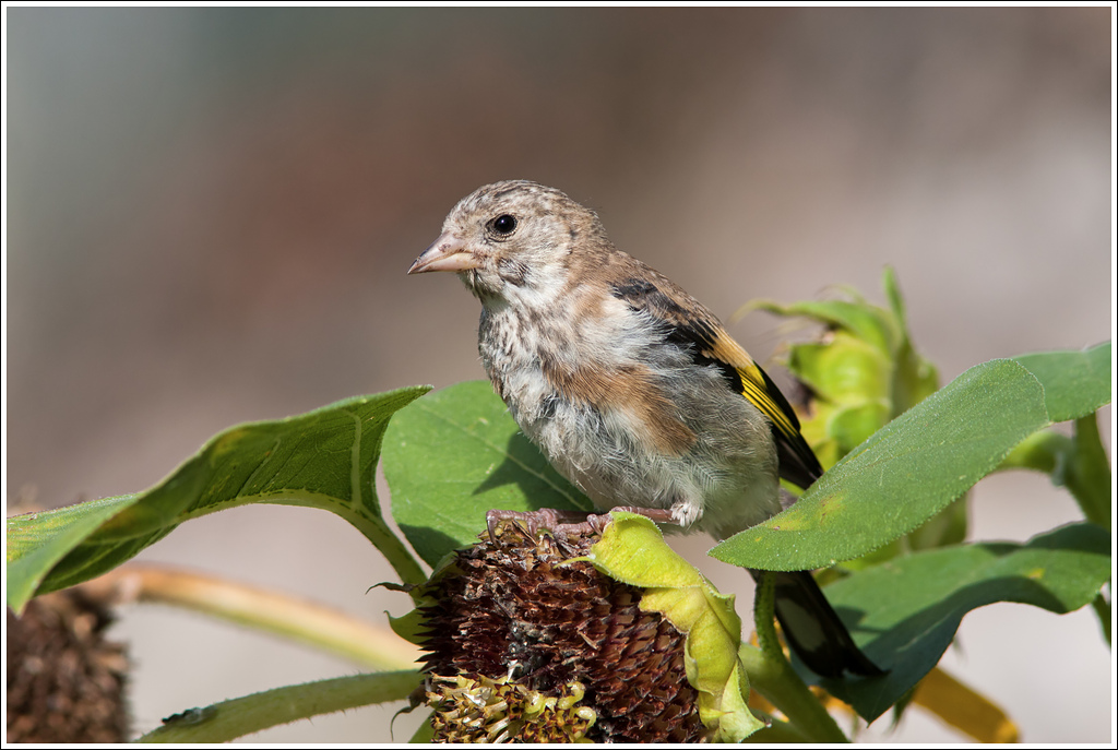 Giovani cardellini crescono.