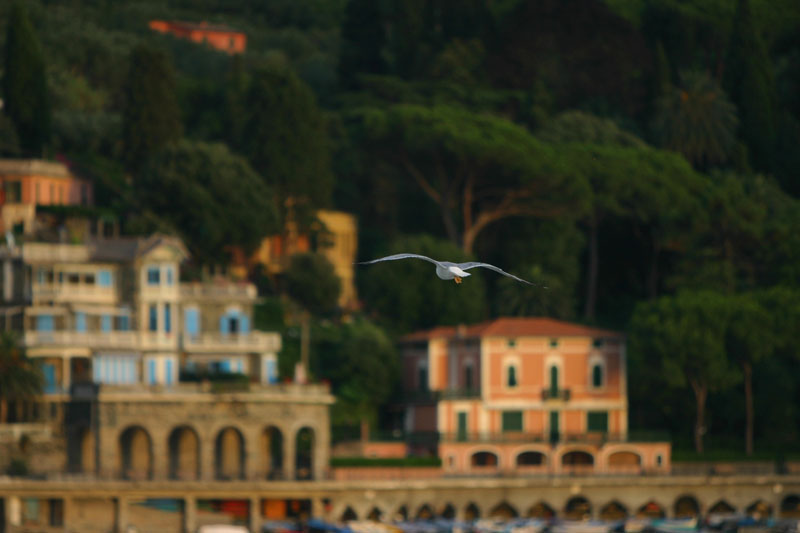 gabbiano-levanto