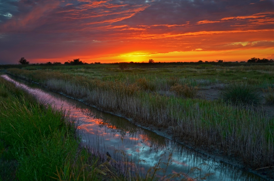 valli di Comacchio : In palude