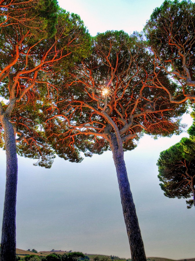 arterial system plant