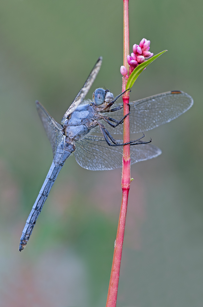 Orthetrum brunneum