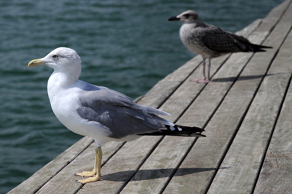 Stare l� a guardare il mare