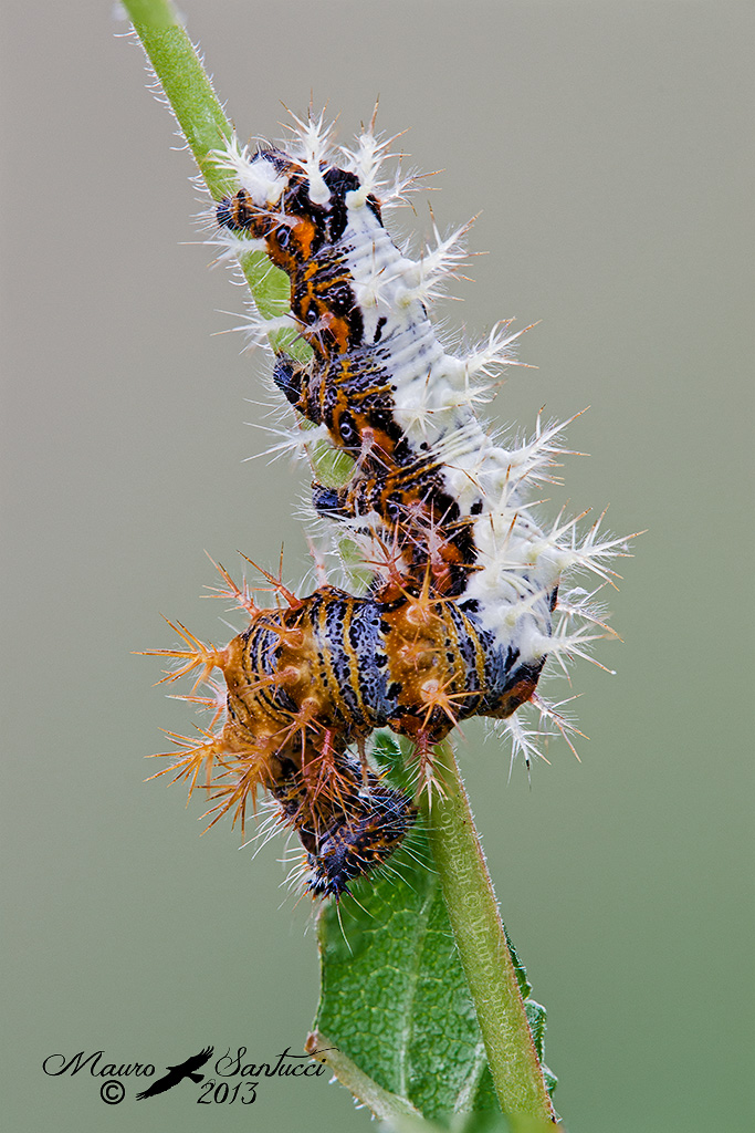Polygonia c-album (Linneus, 1758)