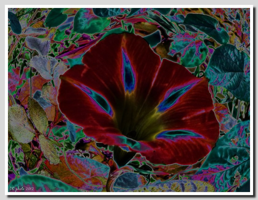 il fiore di sangue