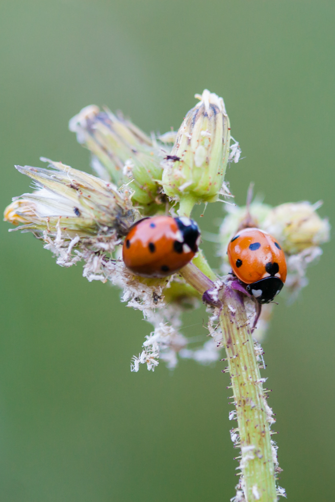 coccinelle