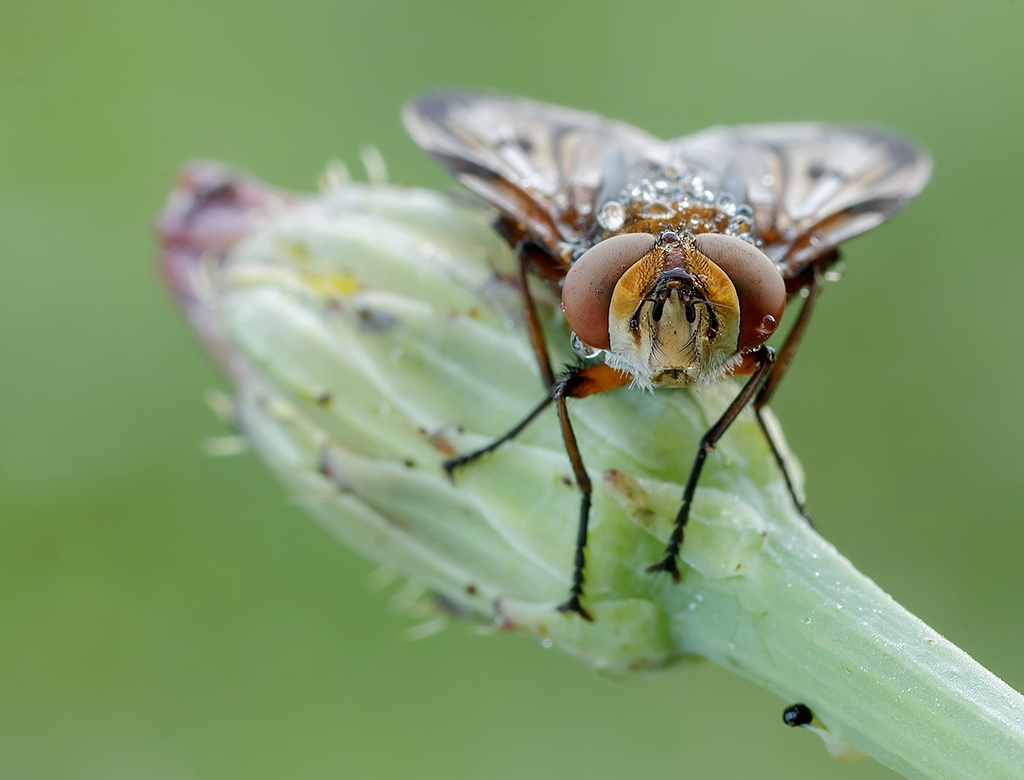 Ritratto di Ectophasia sp...