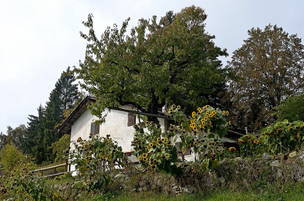 La casa dei girasoli